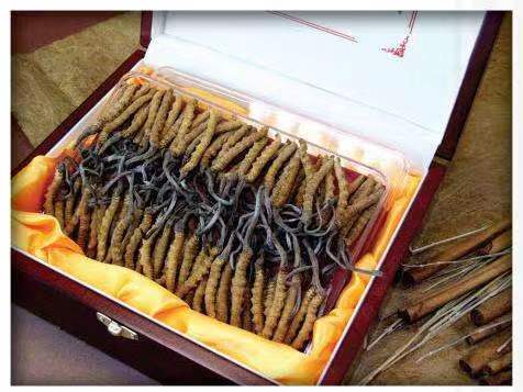 九原冬虫夏草回收